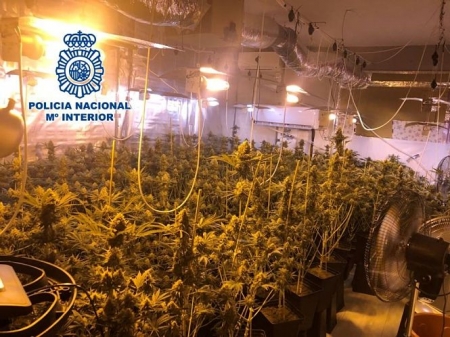 Plantación de Marihuana incautada (POLICIA NACIONAL)