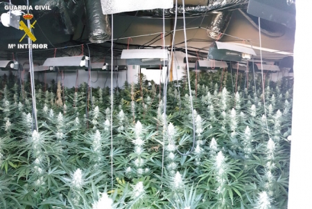 Plantación de marihuana incautada por la Guardia Civil (OPC)