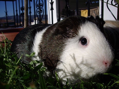 Mascota 