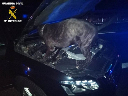 El perro Jupper en acción (OPC GUARDIA CIVIL)