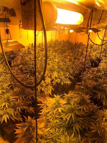 Marihuana