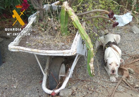 Perro abandonado en Almuñécar (OPC GUARDIA CIVIL)