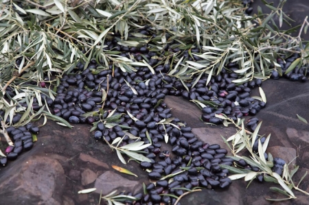 Aceitunas