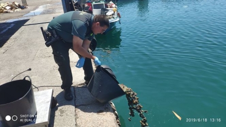 Un Guardia Civil devuelve al mar las anémonas (GUARDIA CIVIL)