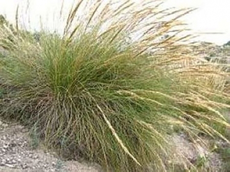 Esparto