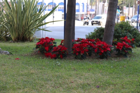 Pascueros en Almuñécar (AYTO. ALMUÑÉCAR) 