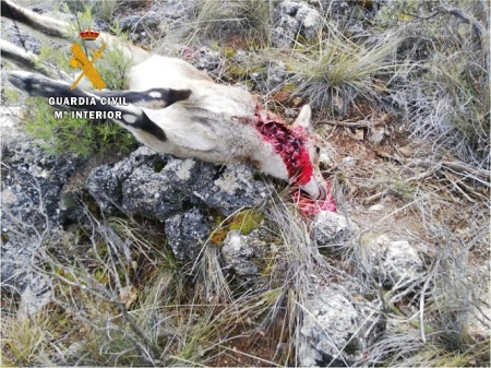 Una de las cabras abatidas por el cazador investigado por la Guardia Civil (GUARDIA CIVIL) 