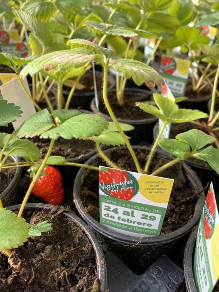 Planta de fresa para medir la calidad del aire (FUNDACIÓN DESCUBRE)