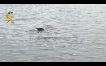 Tiburón peregrino avistado por la Guardia Civil (GUARDIA CIVIL) 