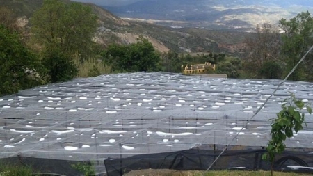 Malla antigranizo en un cultivo (VOX) 