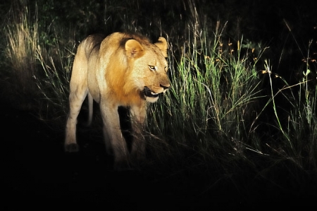 León Pantherapardus (DAVID CARMONA)