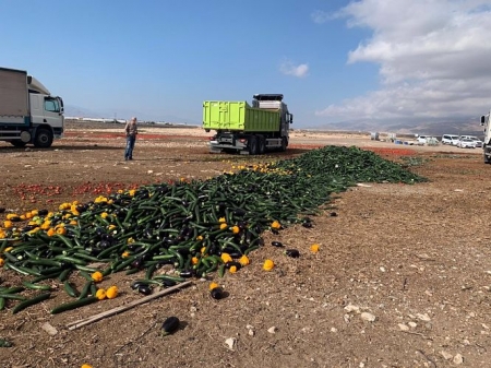 Agricultores de Almería arrojan pepinos, pimientos y berenjenas por los bajos precios (COEXPHAL) 