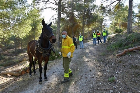 El Infoca realiza tratamientos selvícolas en terreno forestal de Granada (JUNTA)