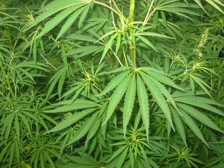 El cannabis es la droga ilegal más consumida en Europa, según el último Informe Europeo sobre Drogas 2020 (UGR)