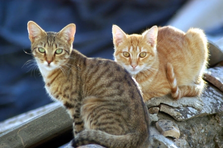 Imagen de recurso de unos gatos (DIPUTACIÓN)