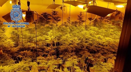 Plantación de marihuana desmantelada en el Zaidín (POLICÍA NACIONAL)