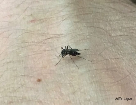 Imagen del mosquito tigre (JULIA LÓPEZ)