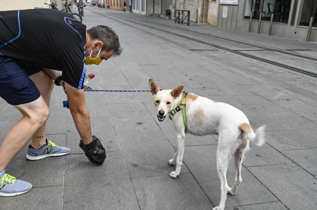 Imagen de un perro de Armilla (AYTO. ARMILLA)