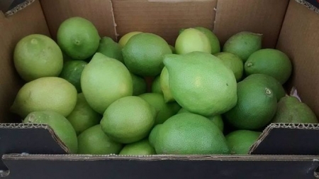 Limones de Murcia (JOSÉ FRANCISCO GALIANO) 