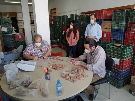 Clasificación y catalogación de los restos arqueológicos (AYTO. ALMUÑÉCAR)