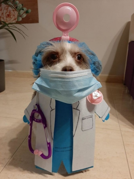 Imagen de la perra disfrazada de médico (AYTO. VEGAS DEL GENIL) 