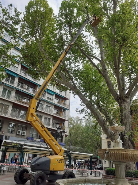 Actuación sobre uno de los árboles (AYTO. GRANADA)