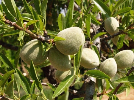 Cosecha de almendra, en imagen de archivo (LA UNIÓ)