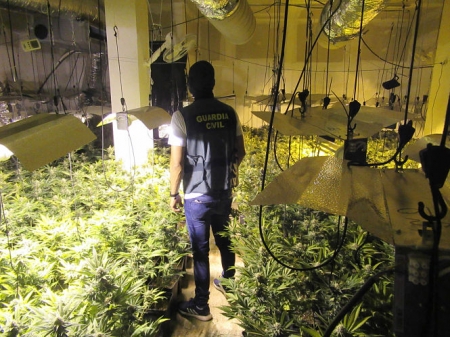 Imagen de la plantación de marihuana (GUARDIA CIVIL)