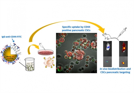 Esquema de la metodología usada y del efecto de las nanocápsulas de aceite de oliva sobre PCMCs y su eficacia en ratones para dirigirse exclusivamente al tumor pancreático (UGR)