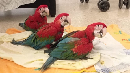 Guacamayos rojos nacidos en el Parque `Loro Sexi` de Almuñécar (AYTO. ALMUÑÉCAR)