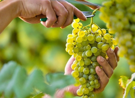 Imagen de un racimo de uvas (VINETUR) 