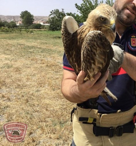 Un bombero con el águila rescatada (AYTO. BAZA)