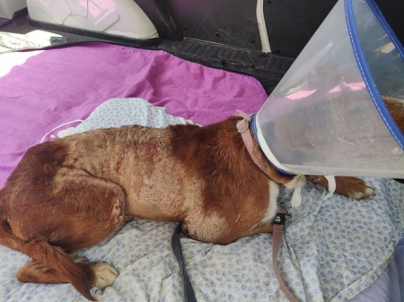 Perro hallado con quemaduras por ácido (GALGOS DEL SUR)