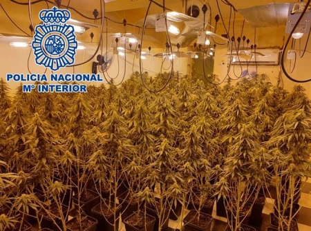 Imagen de una plantación de marihuana (POLICIA NACIONAL)