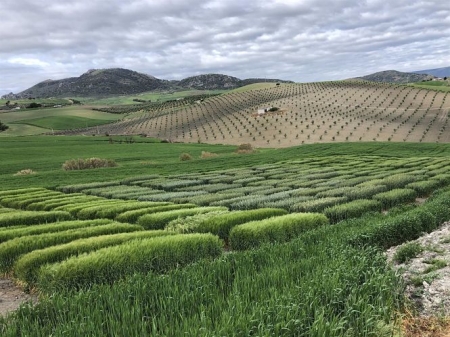 Una app permite a agricultores controlar cultivos, fertilizantes y agua por satélite (GRANIOT)