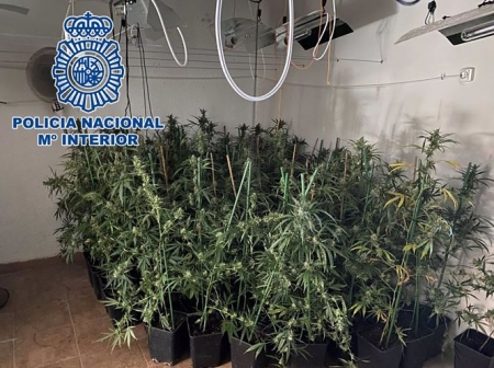 Plantación de marihuana desmantelada en la zona norte (POLICÍA NACIONAL) 