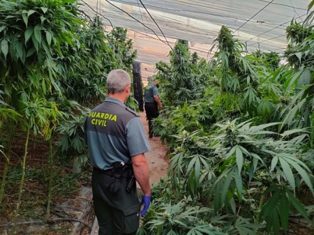 Agente de la Guardia Civil en la plantación (GUARDIA CIVIL) 