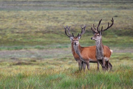 Ciervos rojos en Escocia (fDAVID CARMONA)