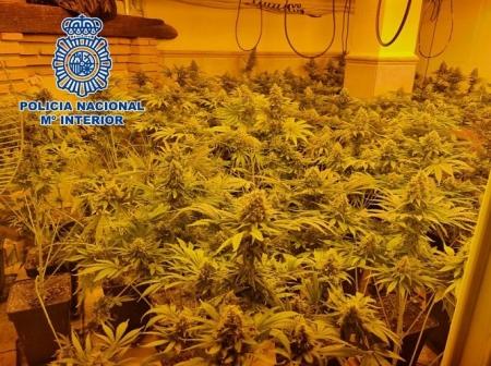 Una de las plantaciones incautadas (POLICIA NACIONAL)