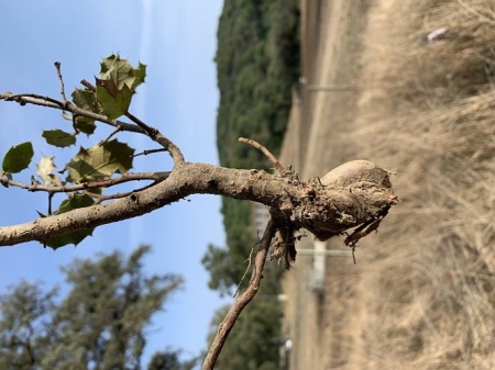 Encina con raíz atrofiada tras una reforestación con planta previamente cultivada en vivero (UGR)