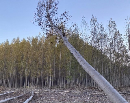 Trabajos del proyecto Wood for Future (LIFE WOOD FOR FUTURE) 