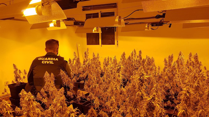 Imagen de archivo de una plantación de cannabis descubierta en una casa ocupada (GUARDIA CIVIL)