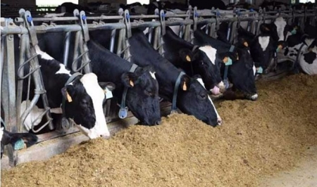 Vacas (CSIC) 