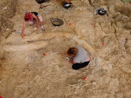 Vista de las defensas de Mammuthus meridionales encontradas en Fuente Nueva 3 (PROYECTORCE)