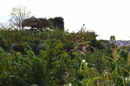 Cultivo de subtropicales en Motril, en imagen de archivo (CRISTINA BUSTOS)