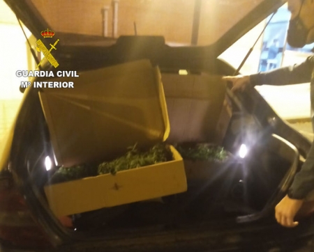 Imagen de los plantones de marihuana incautados (GUARDIA CIVIL)