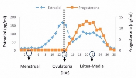 Gráfico de un estudio que analiza la relación que se produce entre las hormonas ováricas y los circuitos cerebrales (UGR)