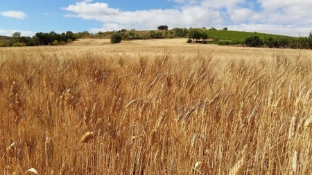 Campo de trigo, en imagen de archivo (GOBIERNO DE ARAGÓN)