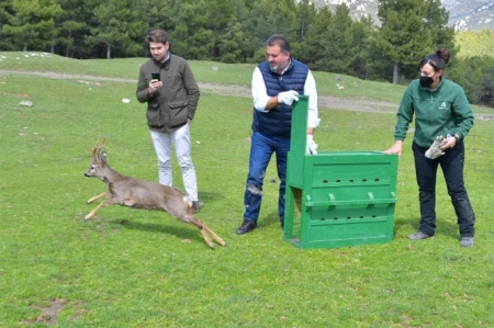 Suelta de un nuevo ejemplar de corzo andaluz en el Parque Natural Sierra de Huétor (JUNTA DE ANDALUCÍA) 