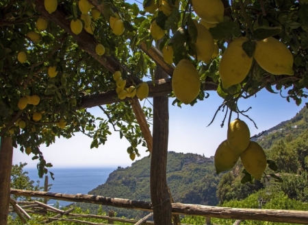 Víver Kombucha se nutre de productos andaluces ara la elaboración de sus bebidas probióticas no azucaradas, como la fresa de Huelva o el limón de Granada. (VÍVER KOMBUCHA).